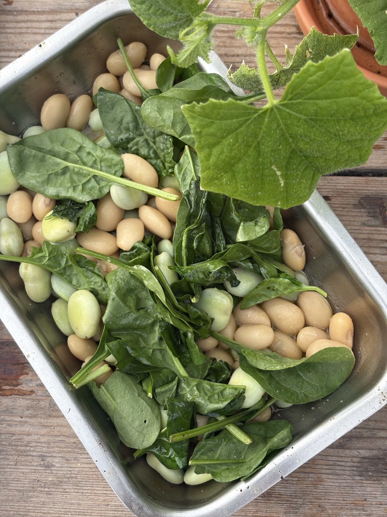 Bönor i variation med späd spenat