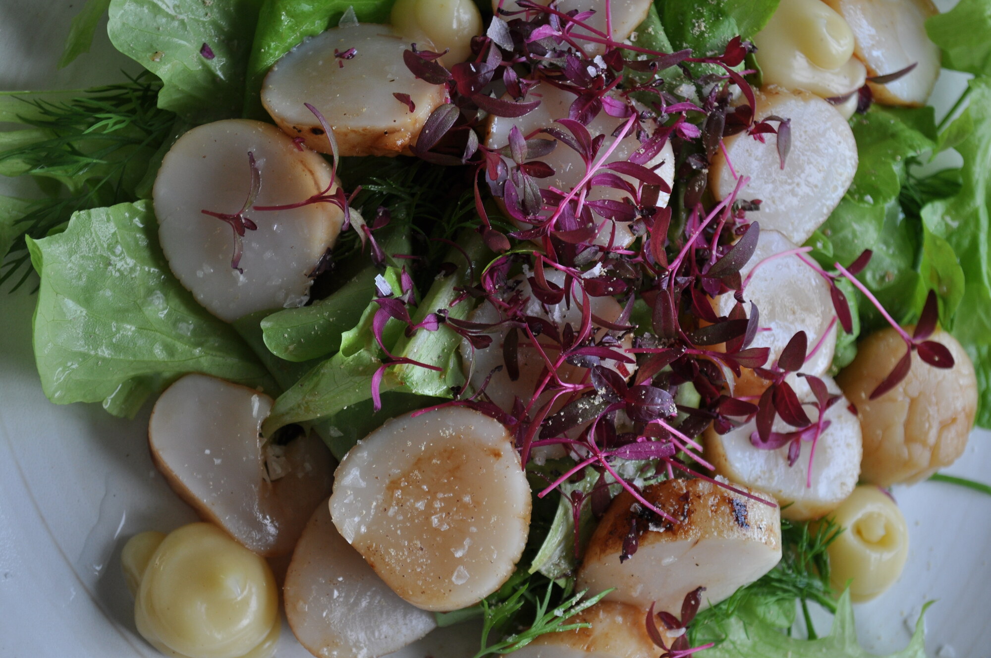 Halstrade pilgrimsmusslor med örtsallad, citron och Marconamandel